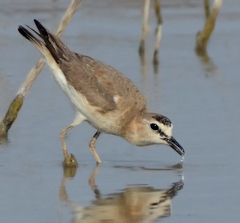 Charadrius montanus
