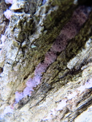 Hypochnella violacea