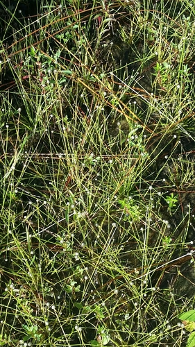 Image of Eriocaulon ravenelii by (c) Jay Horn, some rights reserved (CC BY)