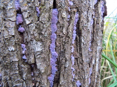 Hypochnella violacea