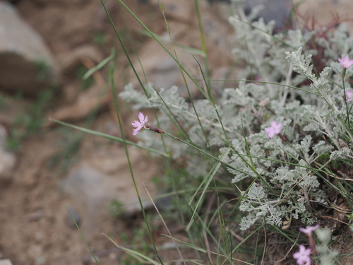 Anatolian Pink (Dianthus anatolicus)