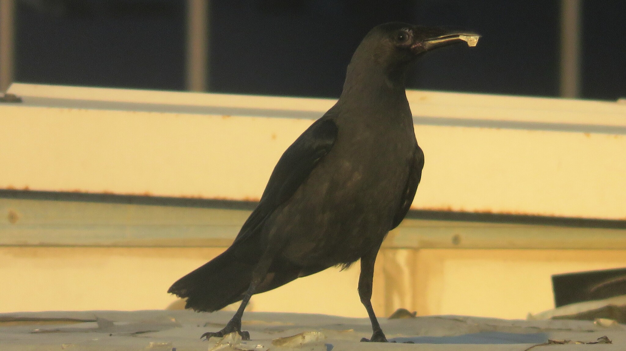House Crow