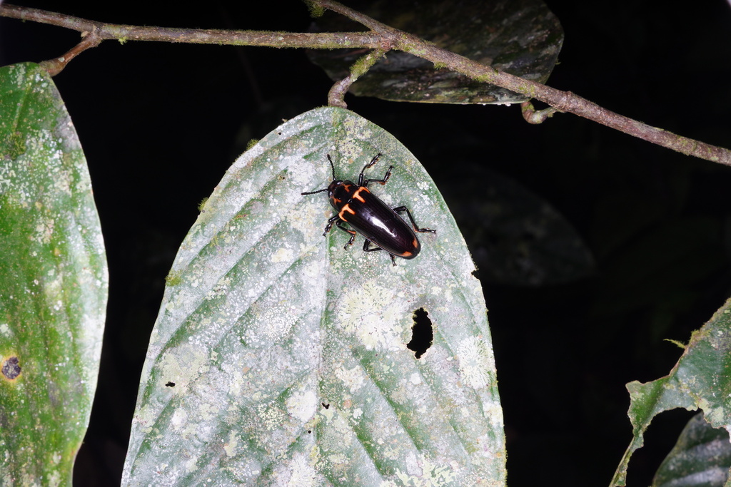 Encaustes marginalis