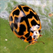 Tasmanian Ladybird - Photo (c) Jane Percival, some rights reserved (CC BY-NC-SA), uploaded by Jane Percival