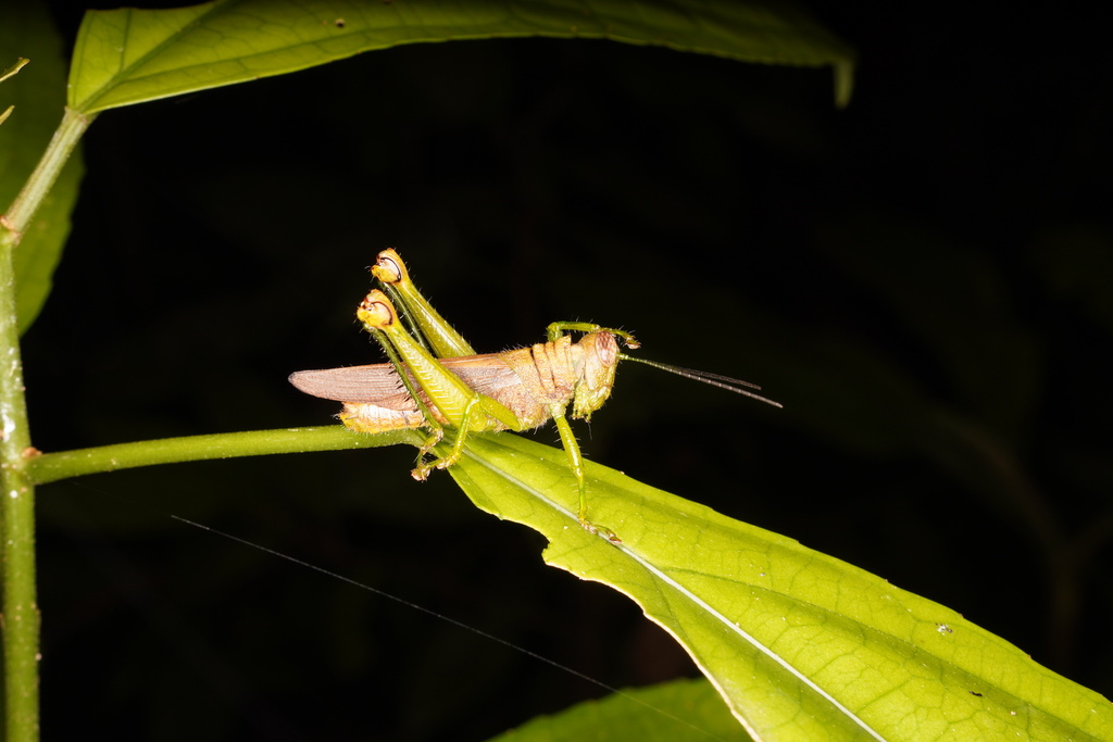Bibracte sumatrana