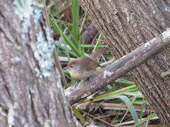 Thamnophilus ruficapillus