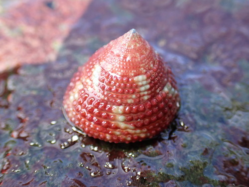 Trochus intextus observed 2023-07-11