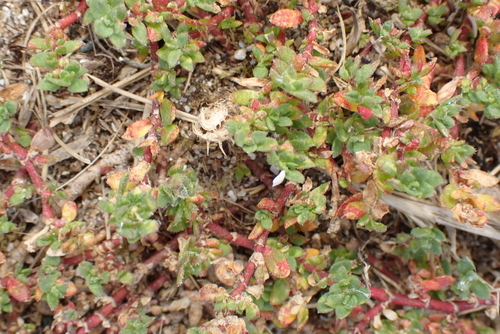 Herniaria ciliolata, photograph 6