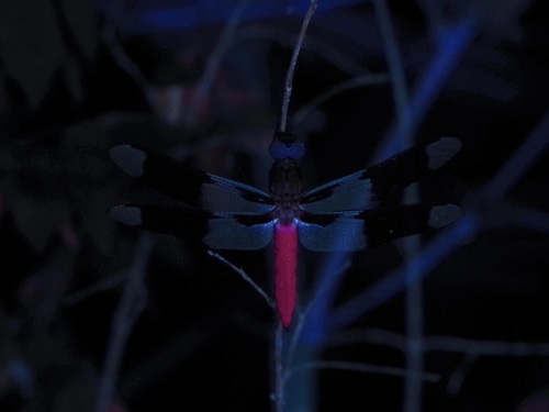 Common whitetail
