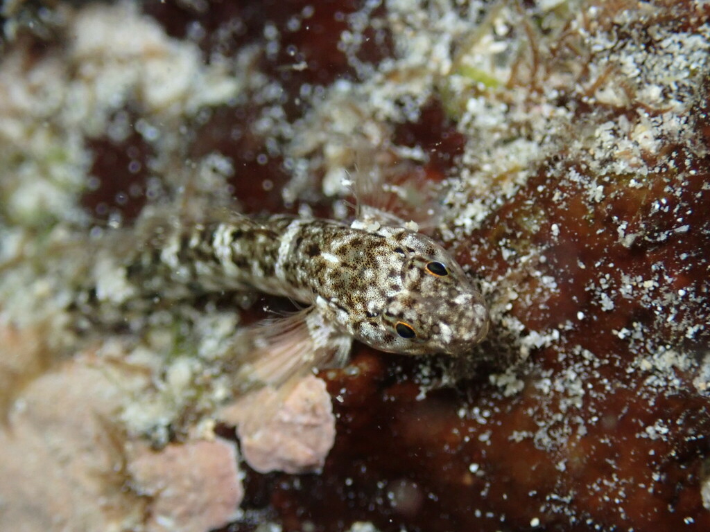 Cocos frillfin goby