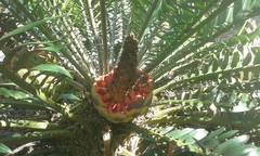 Encephalartos turneri