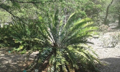 Encephalartos turneri