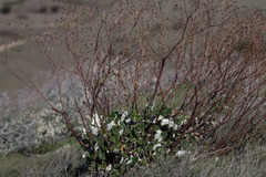 Eriogonum grande