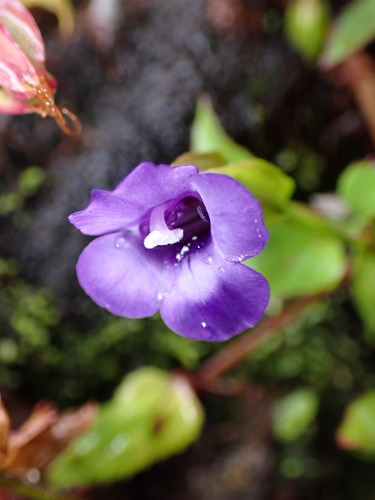 Torenia asiatica, photograph 1