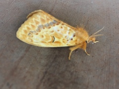 Mylantria xanthospila