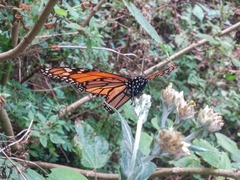 Danaus plexippus