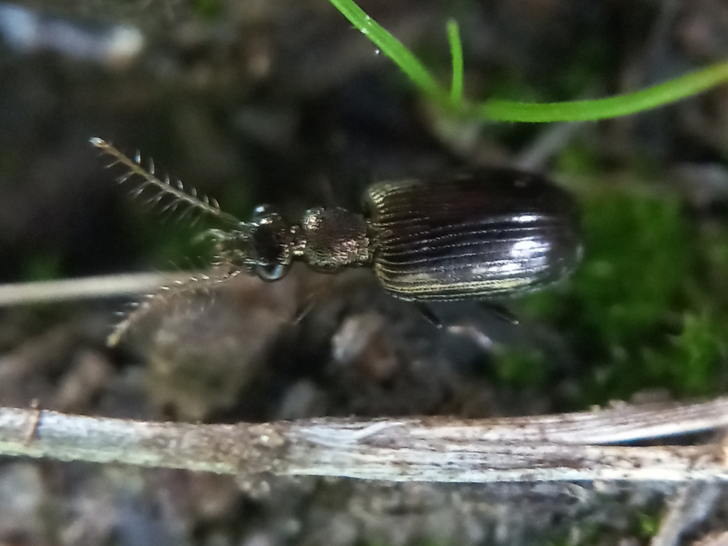 Lasiocera malabarica