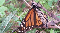 Danaus plexippus