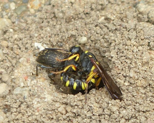 Cerceris arenaria nuotrauka