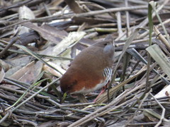 Laterallus leucopyrrhus