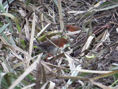 Laterallus leucopyrrhus