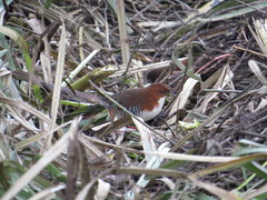 Laterallus leucopyrrhus