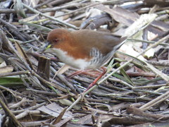 Laterallus leucopyrrhus