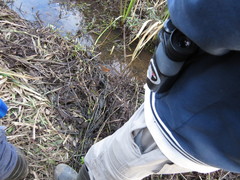 Laterallus leucopyrrhus