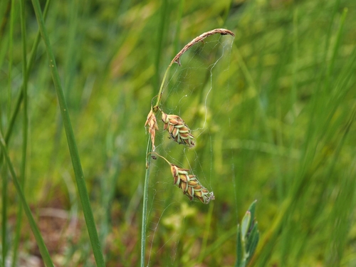 Carex limosa iNat (2)
