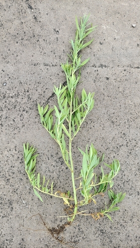 Artemisia selengensis iNat (2)