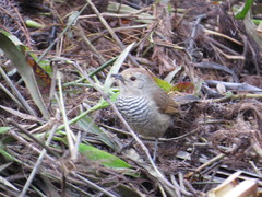 Thamnophilus ruficapillus