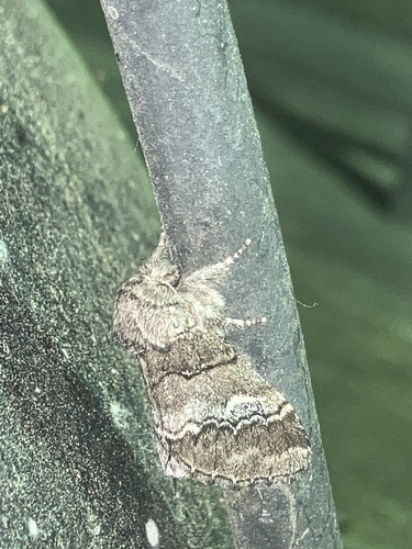 Drymonia querna