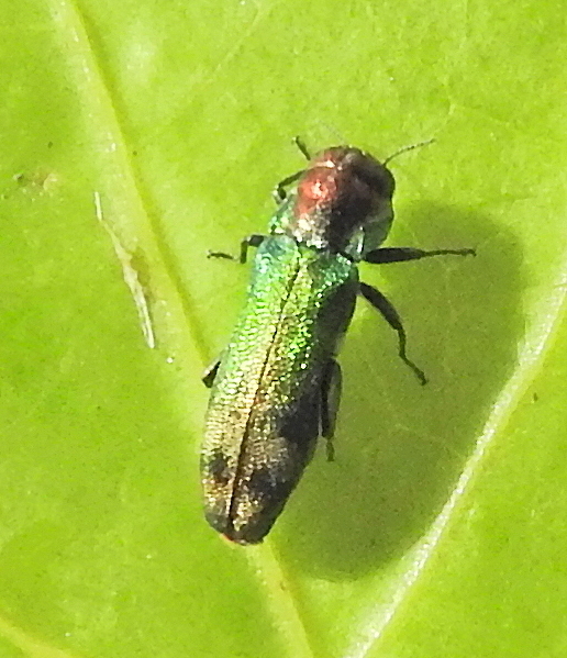 Pseudagrilus