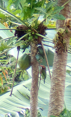 Psilopogon zeylanicus