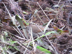 Thamnophilus ruficapillus