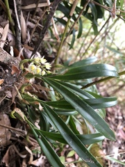 Pholidota cantonensis