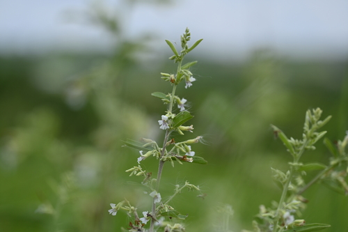 Helicteres angustifolia iNat (1)