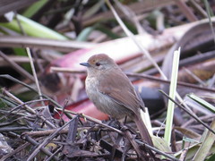 Thamnophilus ruficapillus