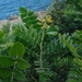 Sophora tomentosa littoralis - Photo (c) Martin Reith,  זכויות יוצרים חלקיות (CC BY-NC), הועלה על ידי Martin Reith