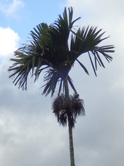 Areca catechu