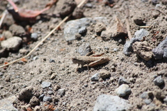 Buckellacris chilcotinae