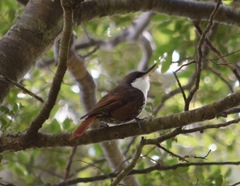 Pygarrhichas albogularis