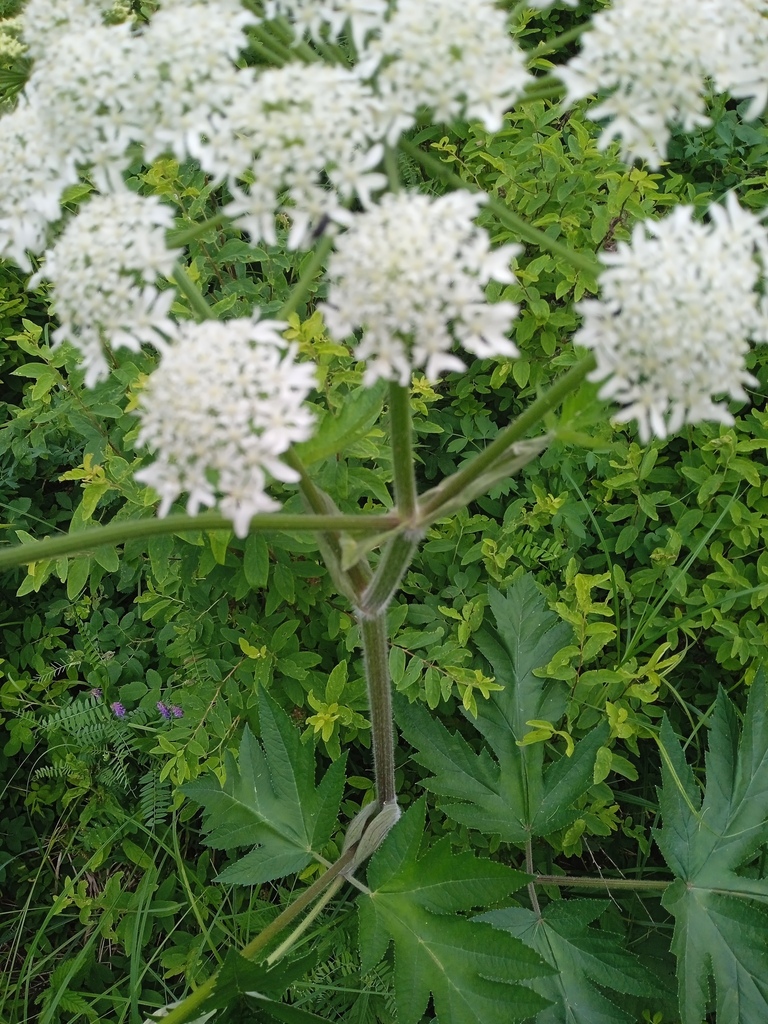 Heracleum dissectum (Heracleum dissectum)