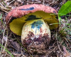 Pulveroboletus