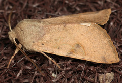 Orthosia pacifica