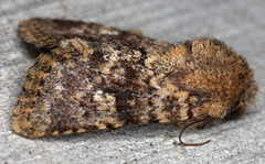 Pseudobryomima fallax