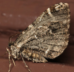 Stamnodes albiapicata