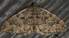 Triphosa californiata