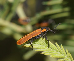 Rhinotia haemoptera