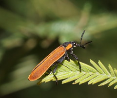 Rhinotia haemoptera